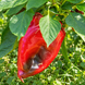 BLACK HUNGARIAN PEPPER