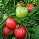 PINK SHARPEI TOMATO