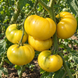 WHITE QUEEN TOMATO