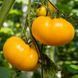 AMANA ORANGE TOMATO
