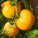 АМАНА ОРАНЖЕВИЙ (AMANA ORANGE) ТОМАТ