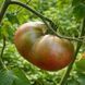 COPPER RIVER TOMATO