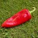 EREMIY PEPPER