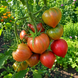 GLITTERING PURPLE FLASH TOMATO