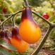 INDIGO PEAR DROPS YELLOW TOMATO