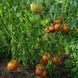 MAREK&rsquo;S POINTY HEART TOMATO
