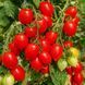 PIENNOLO DEL VESUVIO TOMATO
