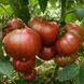 QUEEN ANNE TOMATO
