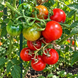 GARDEN CANDY RED TOMATO