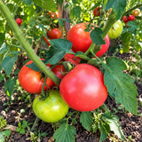 DWARF FRAZIER'S GEM TOMATO