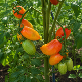 SWEET CREAM TOMATO