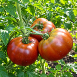 DWARF BROWN №9 TOMATO