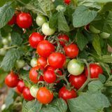 MICRO DWARF BIRDIE ROUGE MSC TOMATO