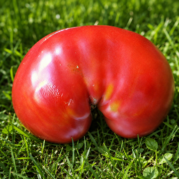 MAMMOTH PINK TOMATO