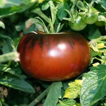 BLACK GIANT TOMATO