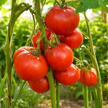 RUSSO&rsquo;S PATRIMONY TOMATO