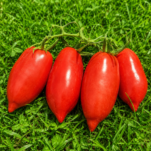 CANDLE IN THE WIND TOMATO