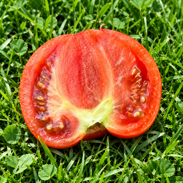DWARF BROWN №9 TOMATO