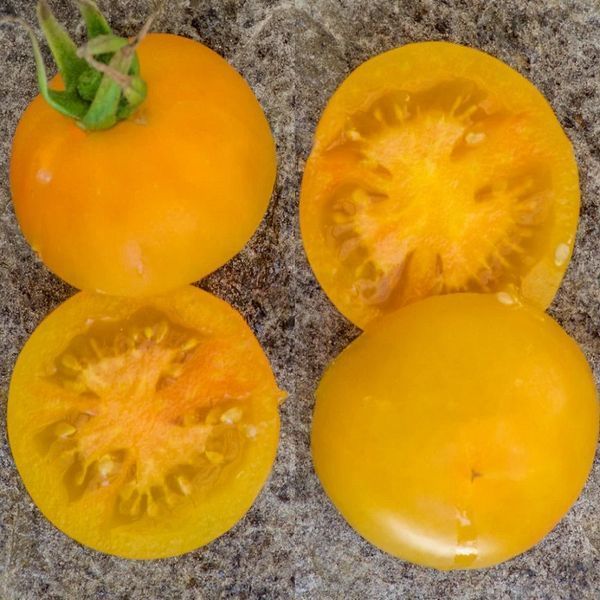 MARIZOL MAGIC TOMATO
