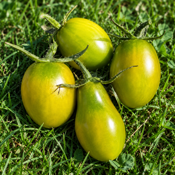 BAYA DE OLIVA (OLIVE BERRY)