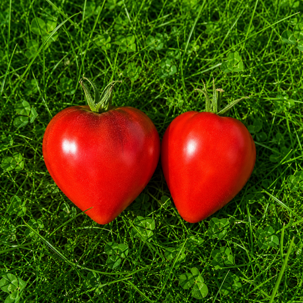 HEART OF UKRAINE RED TOMATO