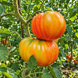 HILLBILLY TOMATO