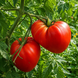 SCHLATT TOMATO
