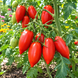 CANDLE IN THE WIND TOMATO