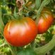 CHOCOLATE AMAZON TOMATO
