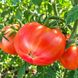 DWARF YUKON QUEST&nbsp;TOMATO