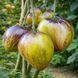 EMERALD BROCADE OF SOFIA TOMATO