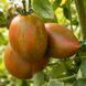 KOZULA-132 TOMATO