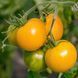 MARIZOL MAGIC TOMATO