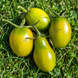 BAYA DE OLIVA (OLIVE BERRY)