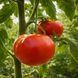 PLATTE VIERLANDER TOMATO