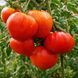 PROVENZANO TOMATO