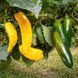 RAMIRO YELLOW PEPPER
