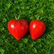 HEART OF UKRAINE RED TOMATO