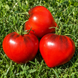 HEART OF UKRAINE RED TOMATO