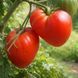 SCHLATT TOMATO