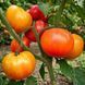 STELLATO DI BELLINZONA TOMATO