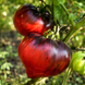 THE SEVERED EAR TOMATO