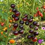 INDIGO BLUE BERRIES TOMATO