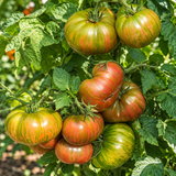 DWARF FRED'S TIE DYE TOMATO
