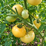 DWARF IDAHO GEM TOMATO