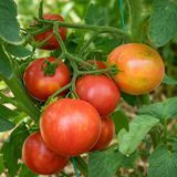 KOZULA-133 TOMATO