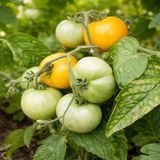 MICRO DWARF DULCIA TOMATO