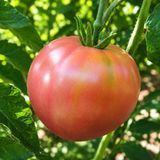 SWEET LEE TOMATO