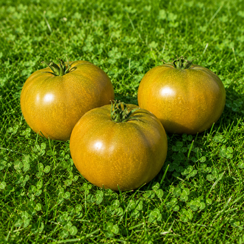 GRANDPA GARY'S GREEN DWARF TOMATO