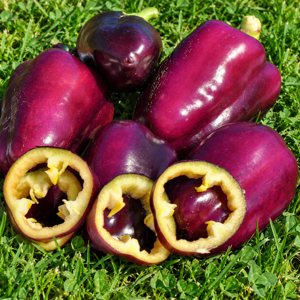 BELLEZA MORADA (PURPLE BEAUTY)